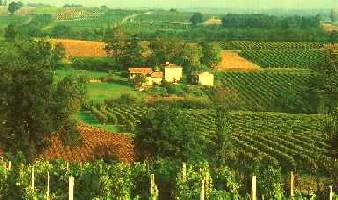Small vineyards